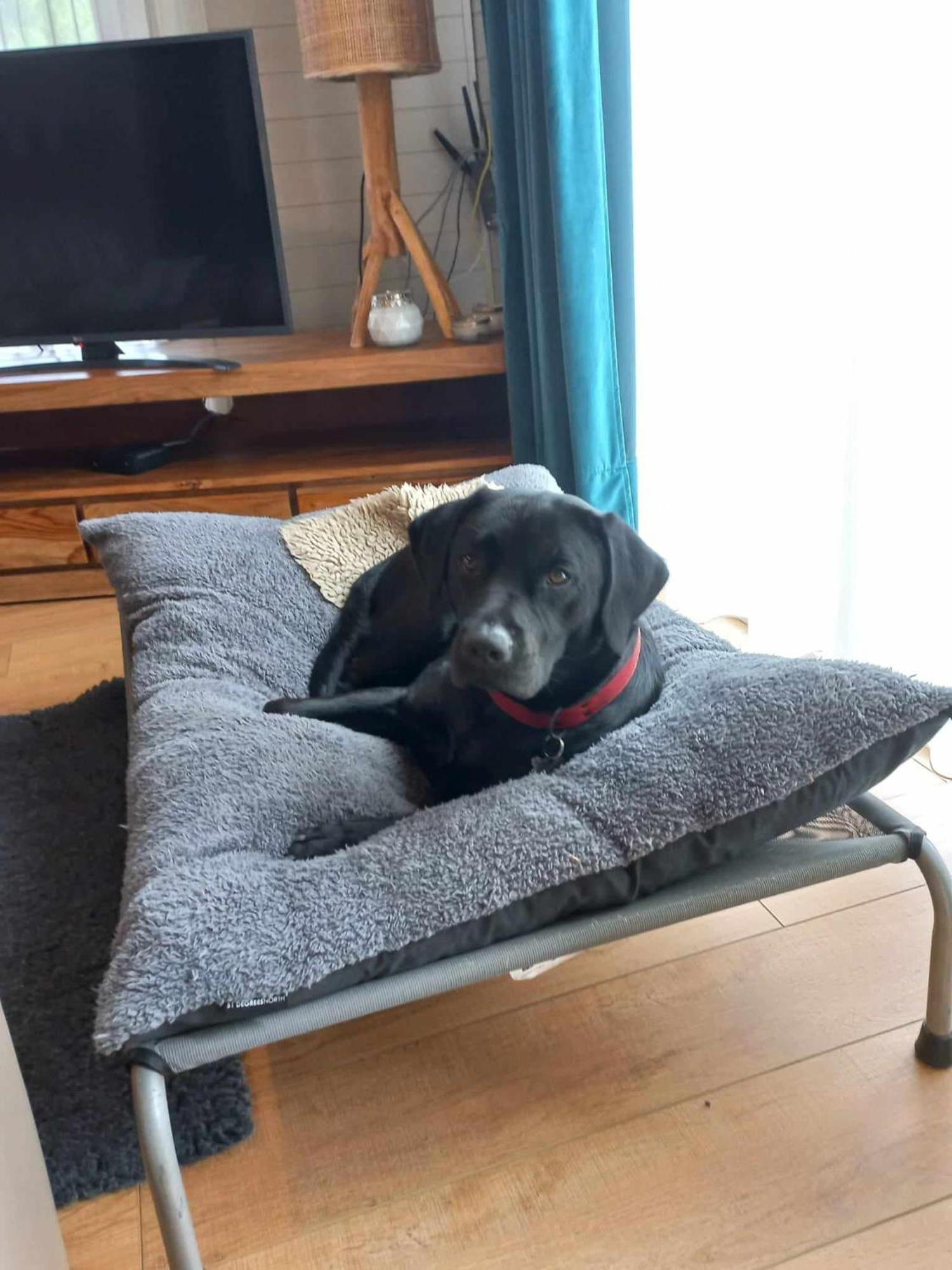 Le Mont Celeste Dogs Friendly Nonceveux المظهر الخارجي الصورة